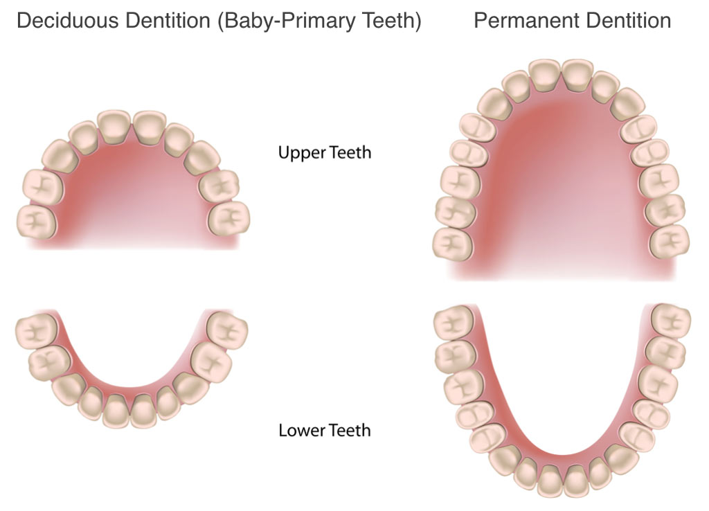 Baby and adult teeth viewed from above: baby teeth have ten upper and ten lower teeth; the full adult set has sixteen upper and sixteen lower teeth including wisdom teeth